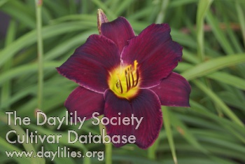 Daylily Minstrel Boy